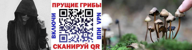 купить наркотик Горнозаводск Псилоцибиновые грибы Cubensis